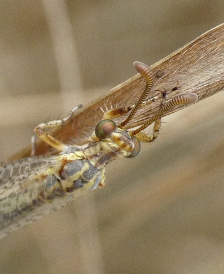 formica leone/libelula diterra